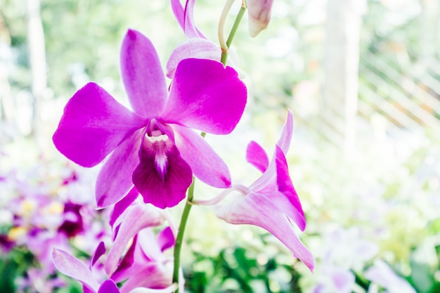 Orchid flower