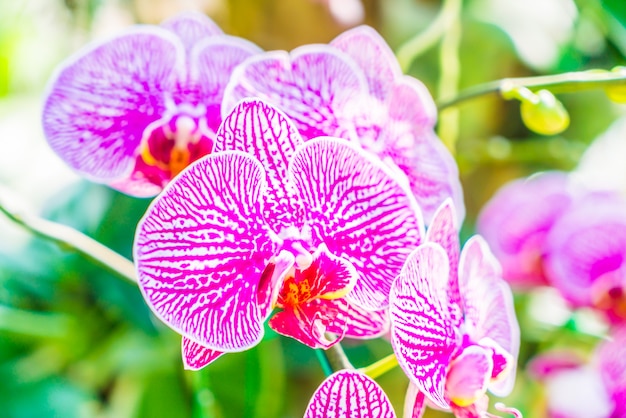 Orchid flower