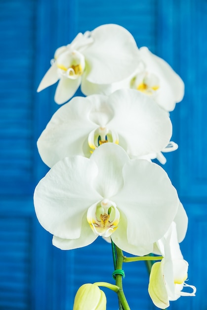 Free photo orchid flowers