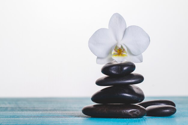 Orchid on pile of volcanic stones