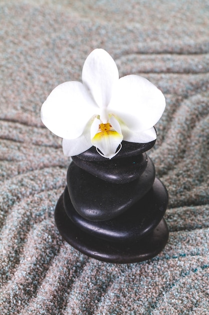 Орхидея на вулканических камнях крупным планом