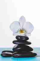 Free photo orchid on volcanic stones