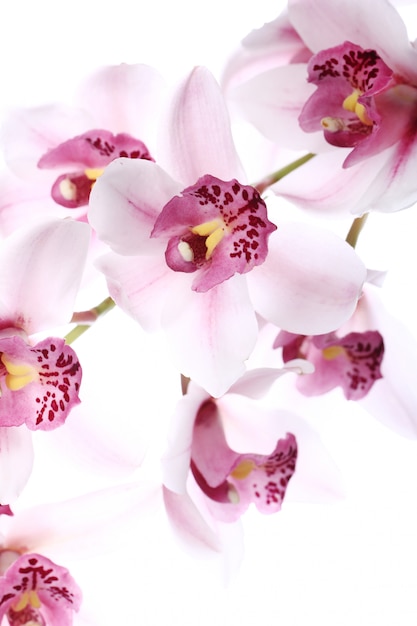 Orchid over white background