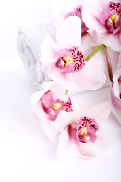 Orchid over white background