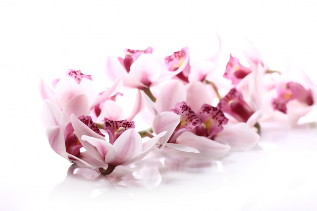 Orchid over white background