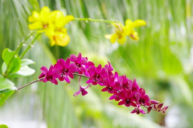 Орхидея Premium Фотографии