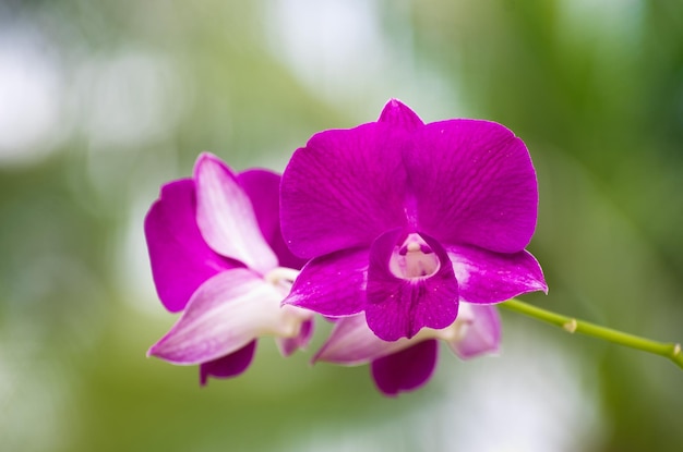 Орхидея Premium Фотографии