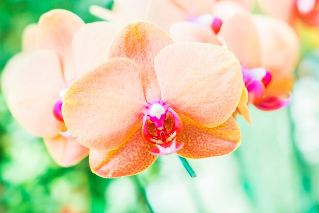 orchids orchid purple closeup flowers