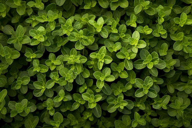 Oregano Herb from Above