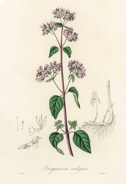 オレガノ（Origanum vulgare）イラストレーション：Medical Botany（1836）