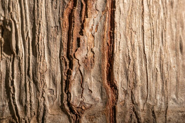 Organic background tree shell close-up