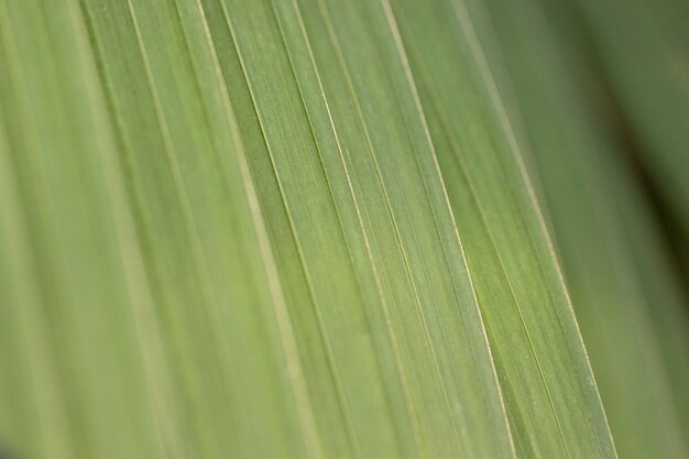 Organic background with leaves