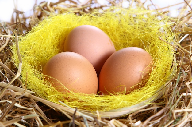 Organic eggs in yellow grass