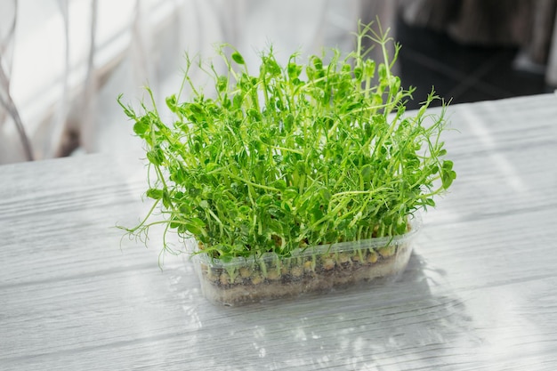 白い背景のプラスチックの箱で成長している有機エンドウのマイクログリーンの芽。生の芽、マイクログリーン、健康食品のコンセプトをフラッシュ