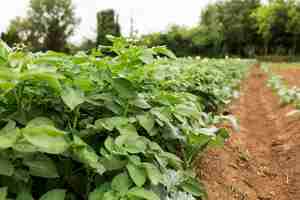 Foto gratuita concetto di agricoltura di piante biologiche