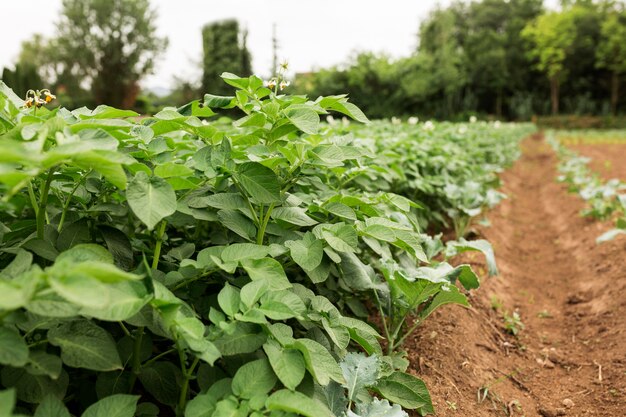 Organic plants farming concept