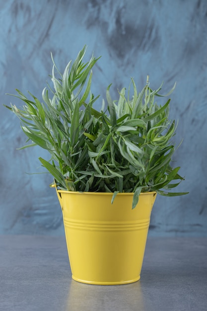 Organic tarragon in the bucket , on the marble surface.