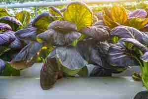 Free photo organic vegetable in greenhouse