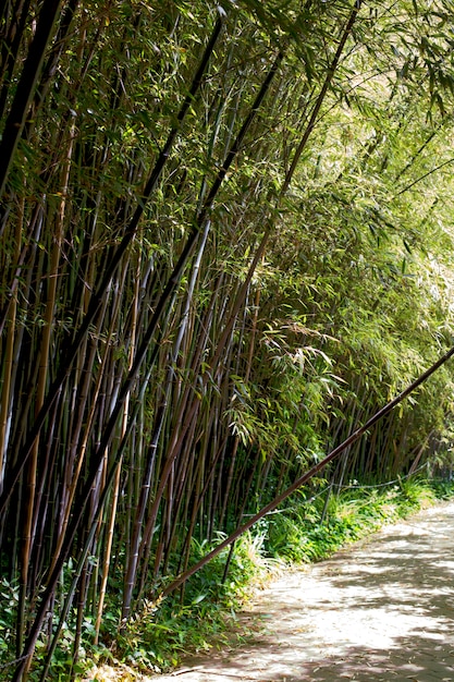Oriental bamboo forest in daylight