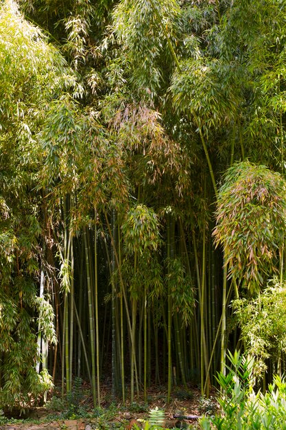 日光の下で東洋の竹林