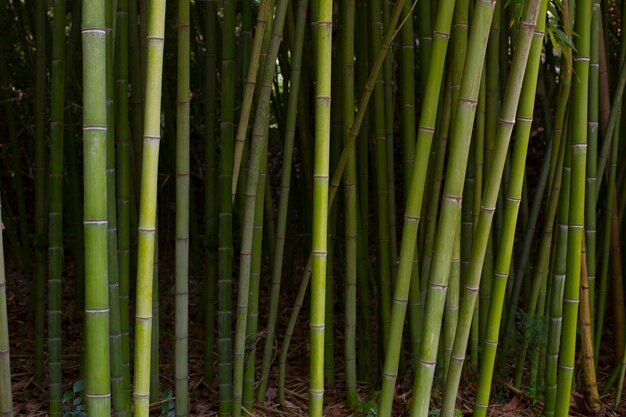 日光の下で東洋の竹林