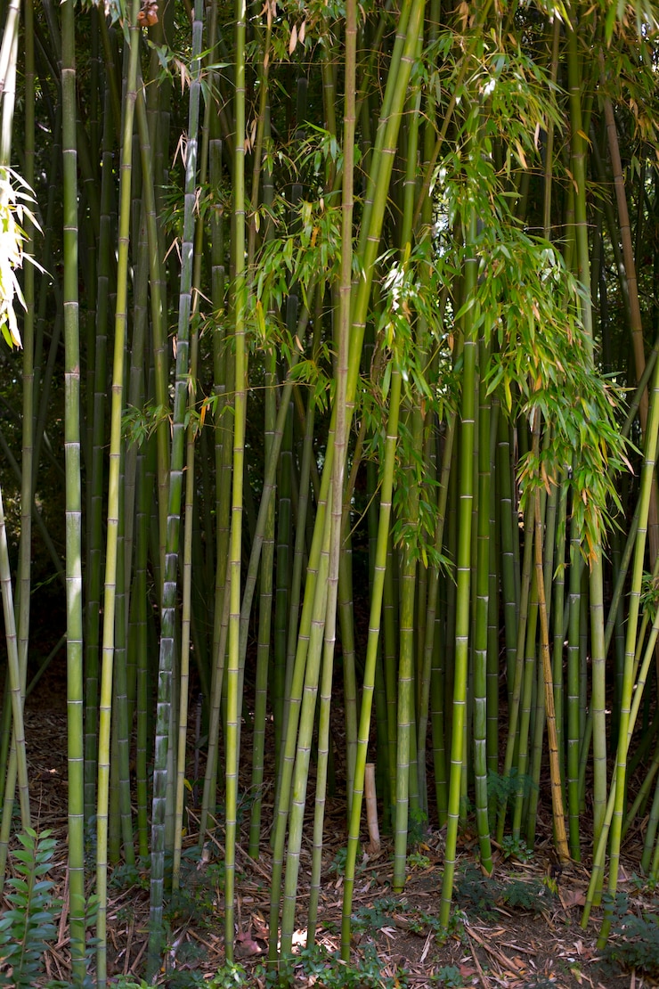 Free Photo oriental bamboo forest in daylight