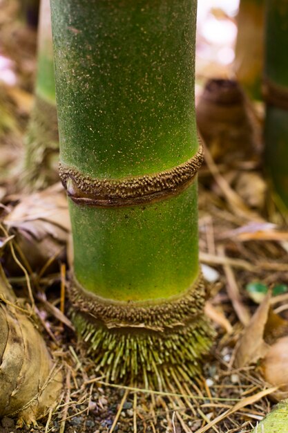 Oriental bamboo forest in daylight