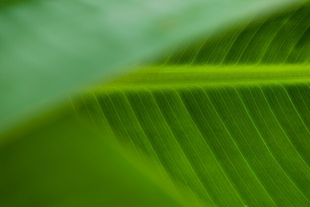 Ornament of bright leaf