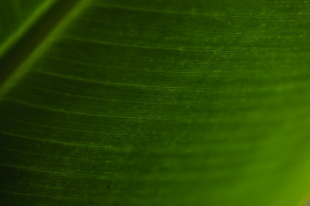 Ornamento su foglia verde