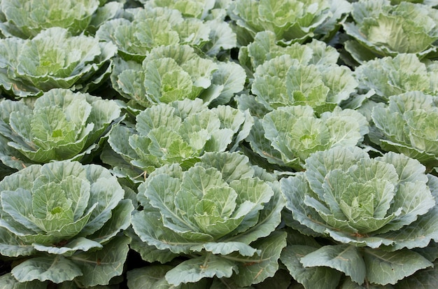 Ornamental cabbage in a garden