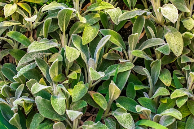 装飾的な庭の植物Stachysビザンチン -  Stachysウール &quot;羊の耳&quot;ふわふわの葉の背景。 Stachys byzantinaの葉の背景、風景のデザイン、アルプスのスライド