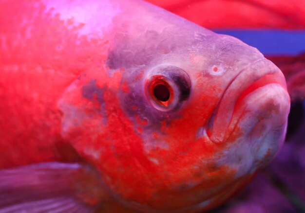 Oscar fish closeup in an aquarium
