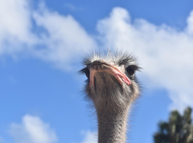 Foto gratuita struzzo che sporge la testa al cielo.