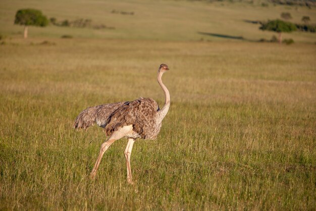 타조는 아프리카에서 사바나에 걸어입니다. 원정 여행. 케냐