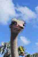 Free photo ostrich with tilted neck and vibrant blue skies