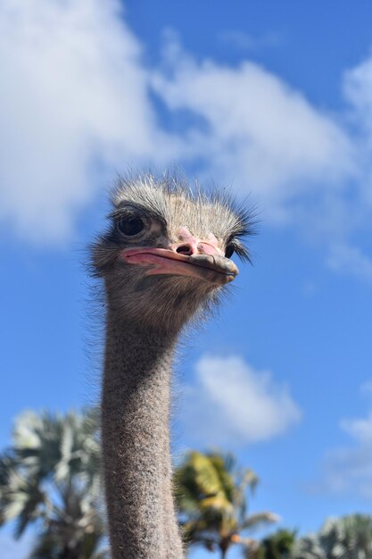 Ostrich with tilted neck and vibrant blue skies