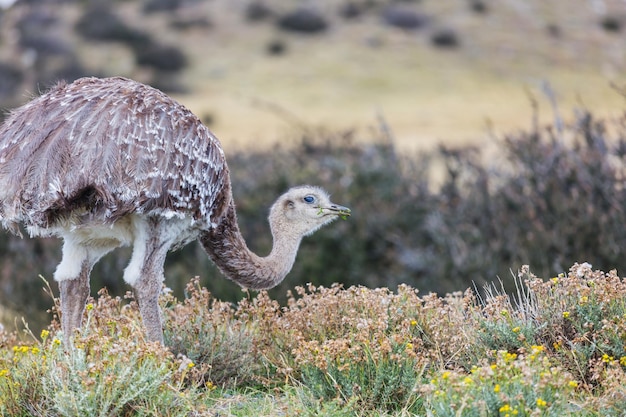 Ostrich