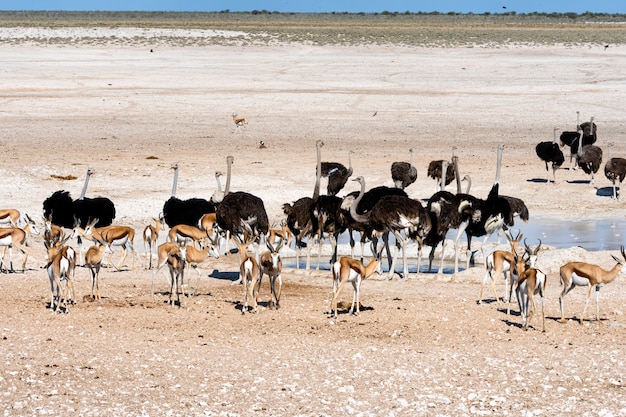 Страусы в естественной среде обитания в национальном парке Этоша, Намибия, Южная Африка