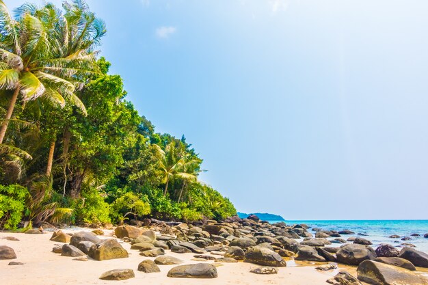 Free Photo outdoor caribbean sky landscape coconut