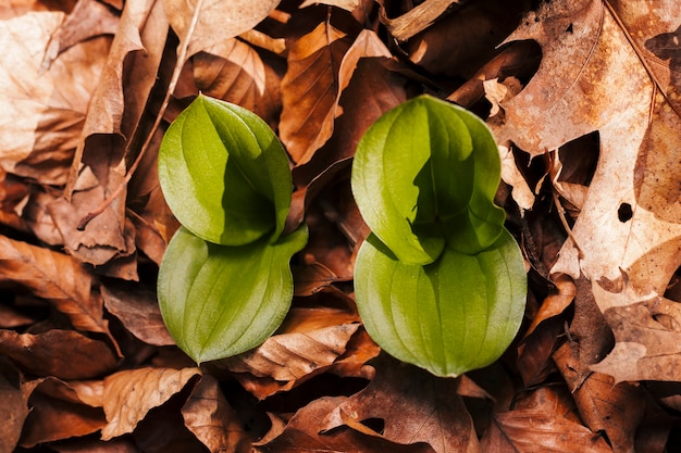 Outdoor flowers