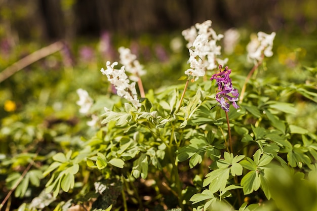 Outdoor flowers