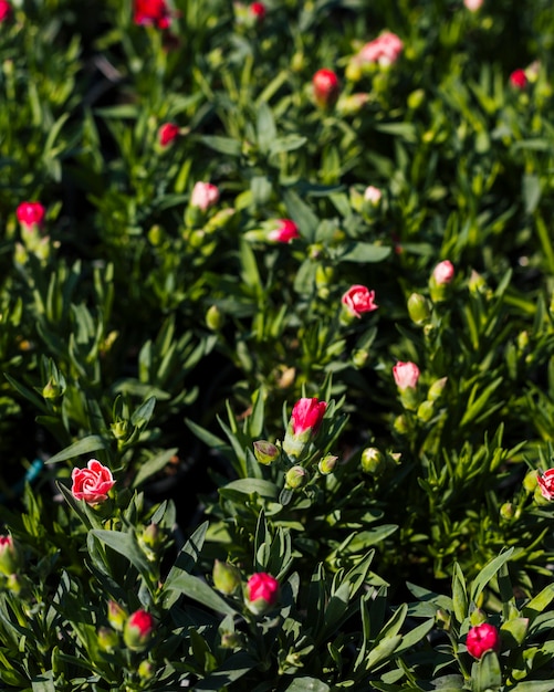 Outdoor flowers