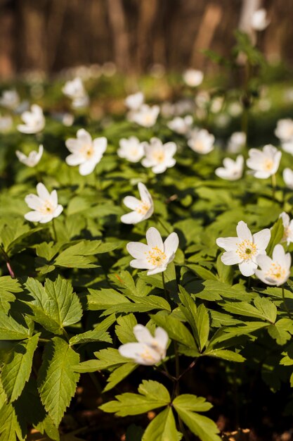 outdoor flowers