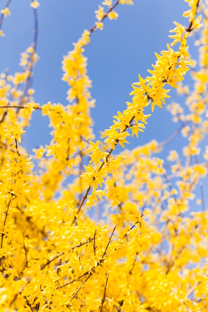 屋外の花