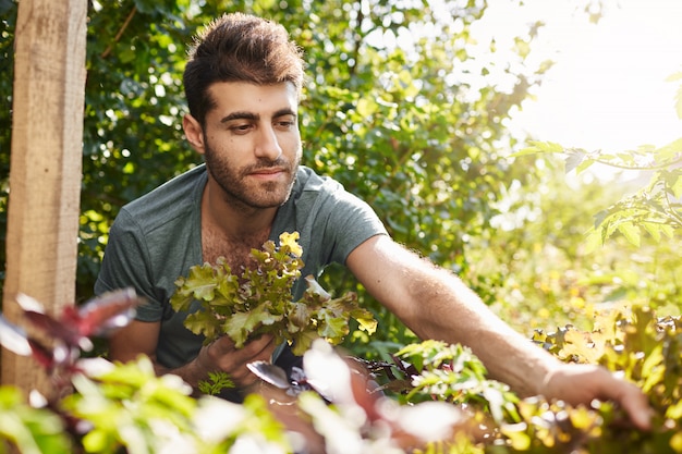 Outdoor portrait of attractive young bearded caucasian gardener in blue t-shirt working in garden, collecting salad leaves and vegetables, watering plants.