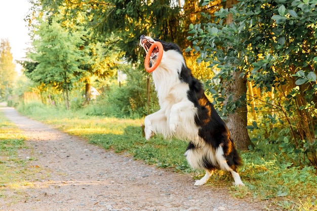 Открытый портрет милый забавный щенок бордер-колли ловить игрушку в воздухе. собака играет с кольцом летающего диска. спортивная деятельность с собакой в парке на улице.
