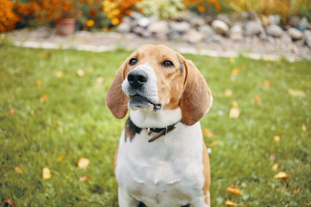 Outdoor portrait of sweet beagle dog with smart brown eyes sitting on grass in countryside with flowers