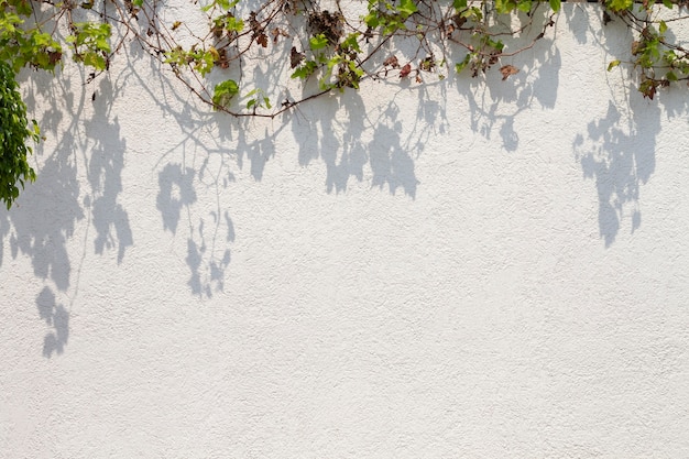 Outdoors wall with various leaves