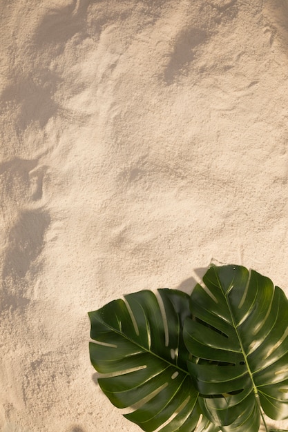 Oval monstera leaves on sandy beach