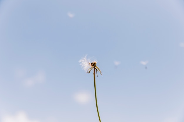 Overblown dandelion with seeds flying away with the wind